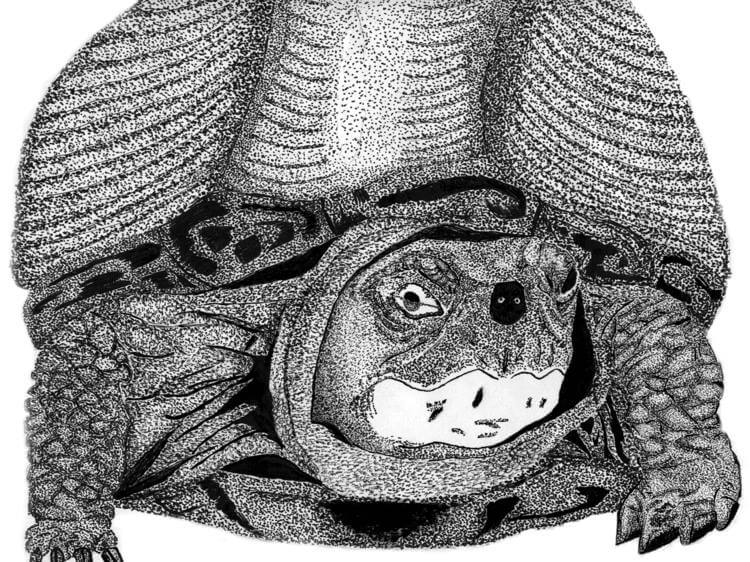 turtle-stencil